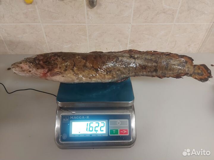 Свежая рыба налим