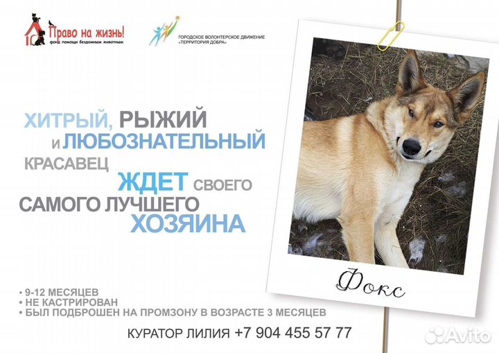 Графический дизайнер