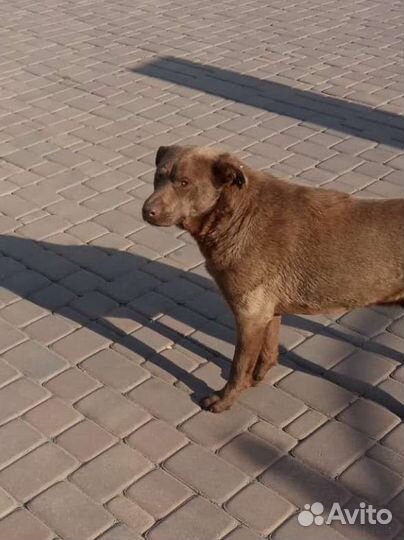 Хороший пёс, в добрые руки