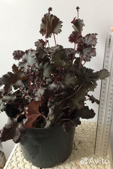 Растения гейхера