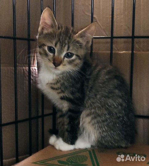 Две красивенные мелочушки 1,5 мес