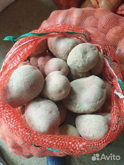 Картофель свои лук морковь свекла