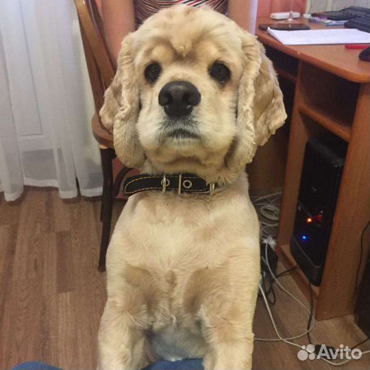 Американский кокер спаниель