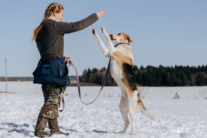 Метис гончей в добрые руки