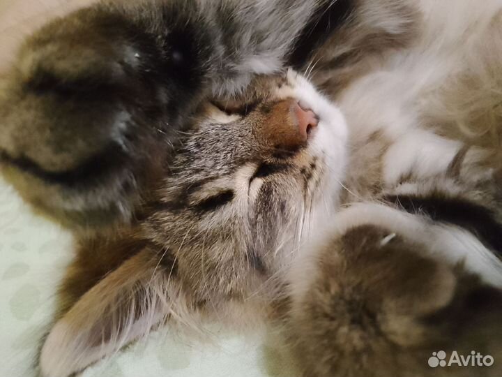 Кот