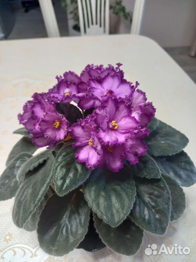 Сортовые фиалки