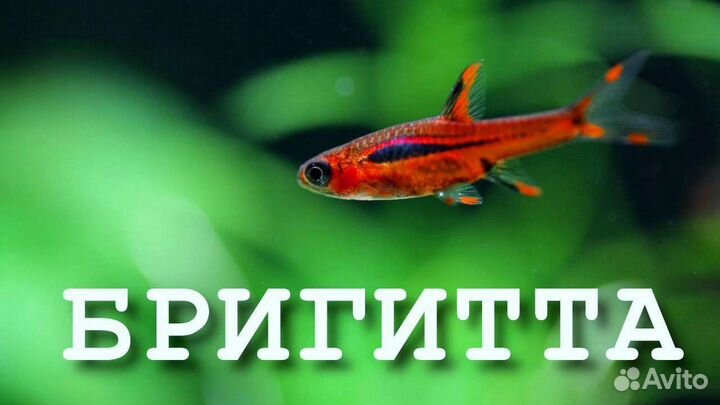 Эпиплатис, Аманда, попондетта, ириатерина