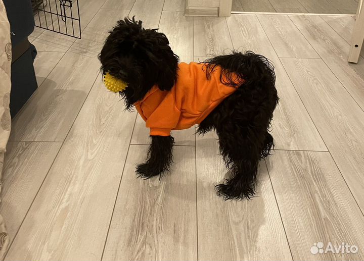 Мальтипу вязка