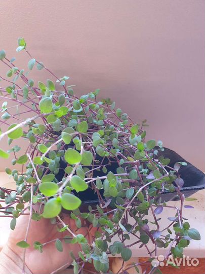 Комнатные цветы фикус Традесканция