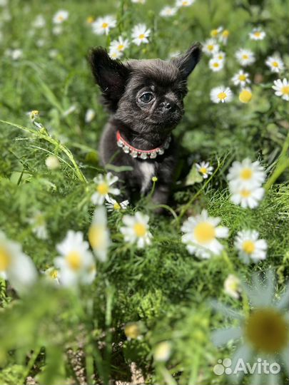 Щенки чихуахуа