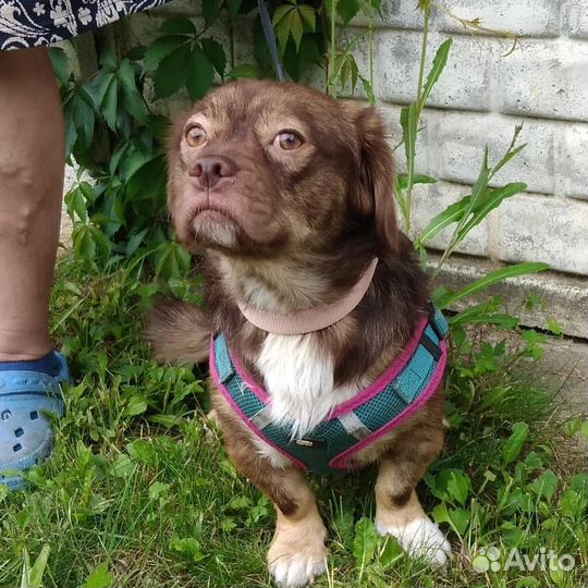 Маленькие собачки в добрые руки