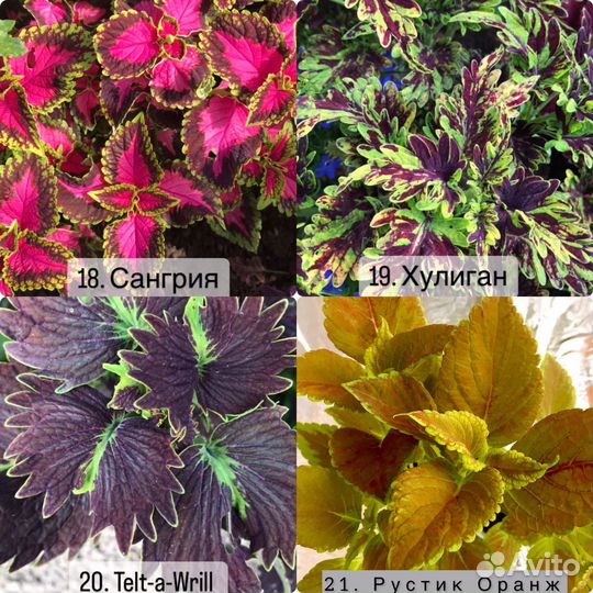 Колеусы вегетативные. Часть l