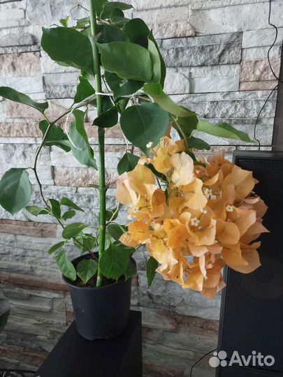 Бугенвиллия