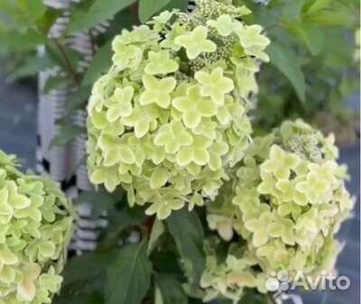 Гортензия Металлика