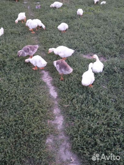 Подрощенные домашние гусята Линда