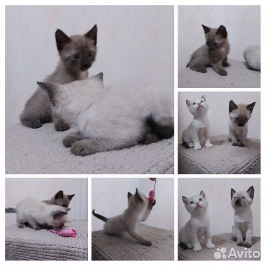 Сиамский котенок