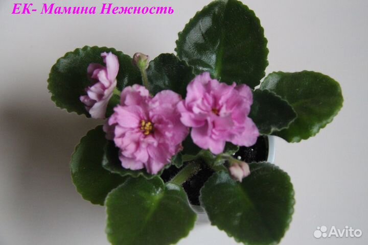 Фиалки