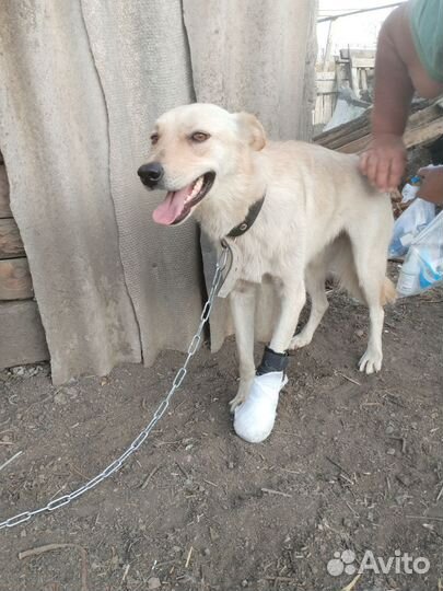 В добрые руки