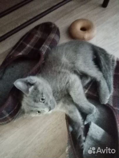 Отдам в добрые руки