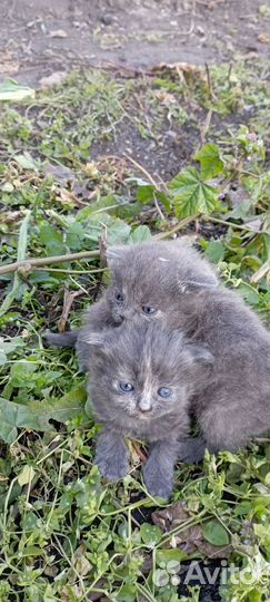 Британская кошка в дар