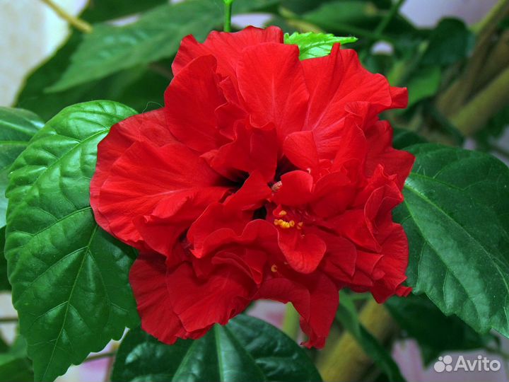 Гибискус китайская роза