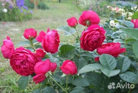 Роза английская Аскот (Ascot)