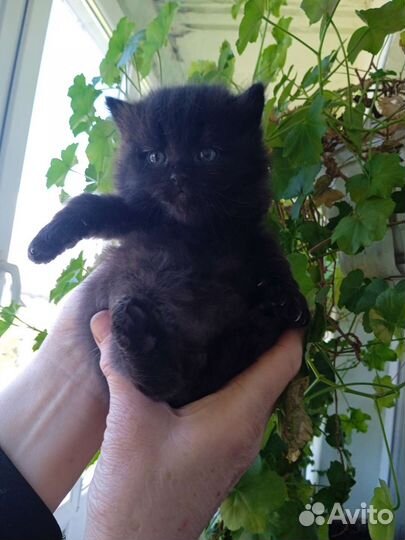 Котик голубой британец