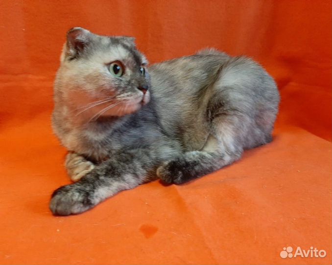 Шотландская вислоухая оригинального окраса в дар