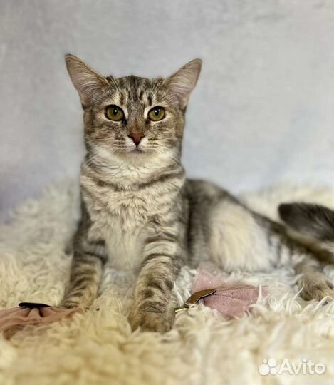 Кошка подросток в добрые руки