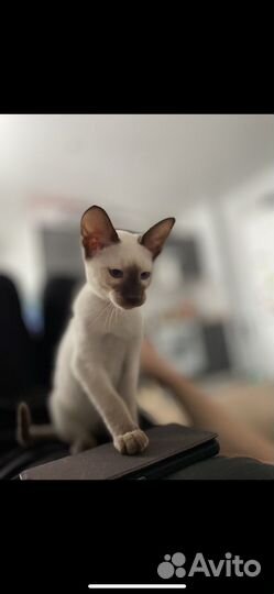 Ориентальные котята бронь