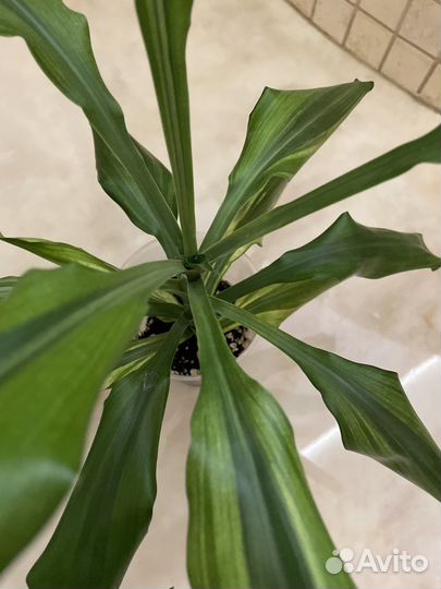 Аптения, драцена, строманта