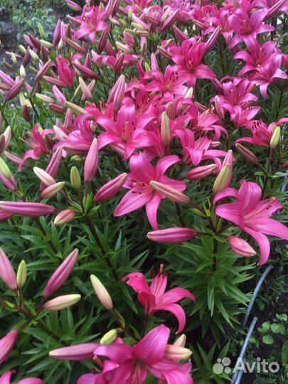 Лилия, луковицы