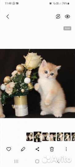 Кошки