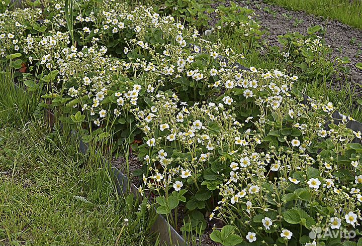 Земклуника 