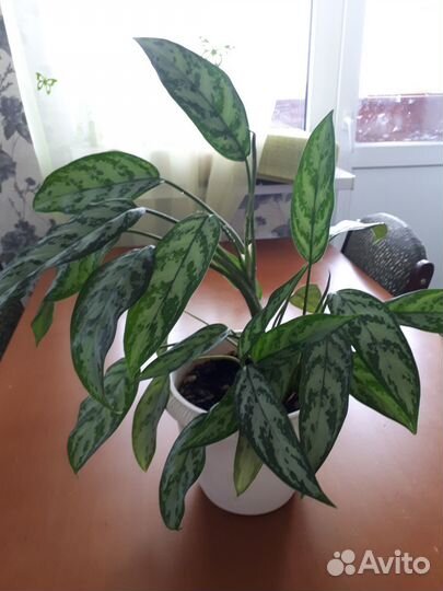 Аглоонема Мария