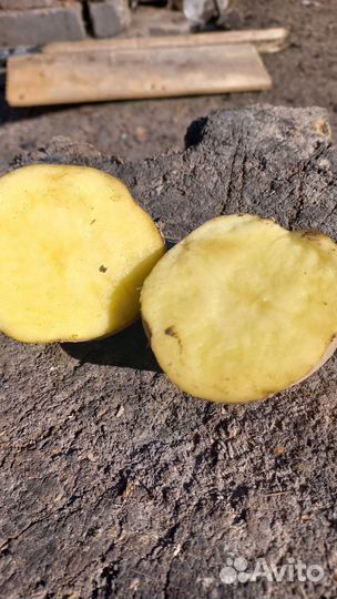 Крупный картофель