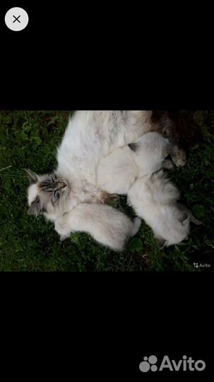 Отдам котят в хорошие руки