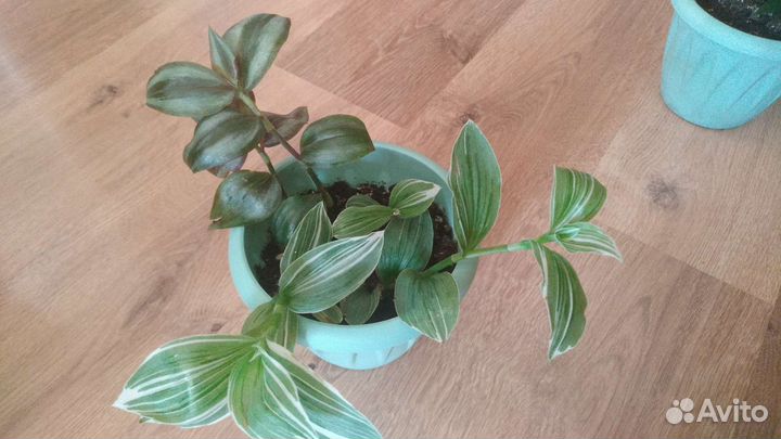 Много растений