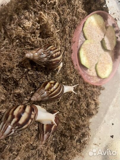 Улитки ахатины