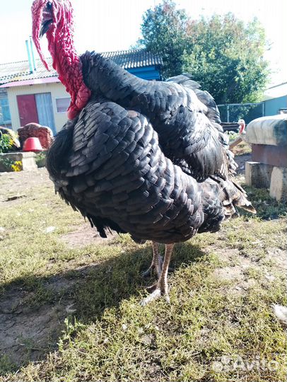 Индюки индюшата