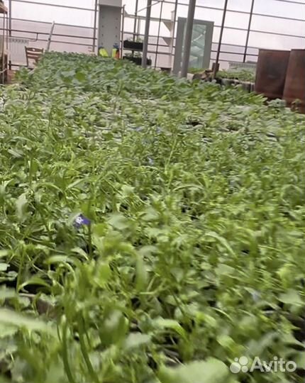 Рассада цветов