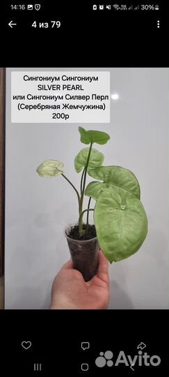 Комнатные цветы калатея, сингониум, маранта, фикус