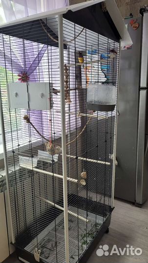 Амадины Гульда