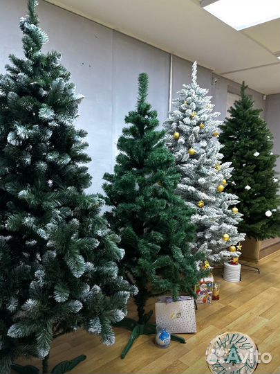 Ёлка снежная Сибирская