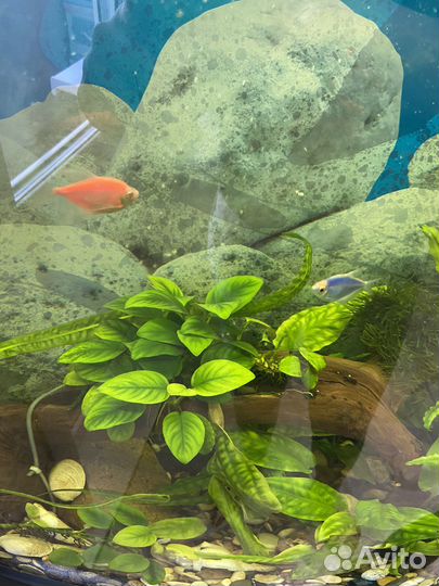 Аквариум