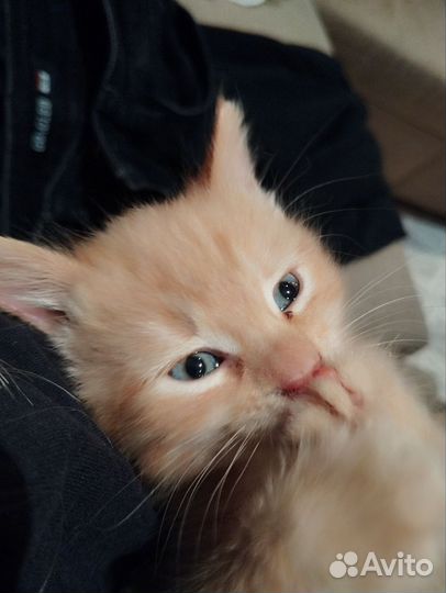 Котёнок мальчик в дар