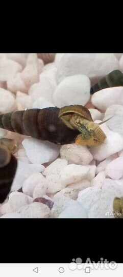 Молинезии, улитки, сомики