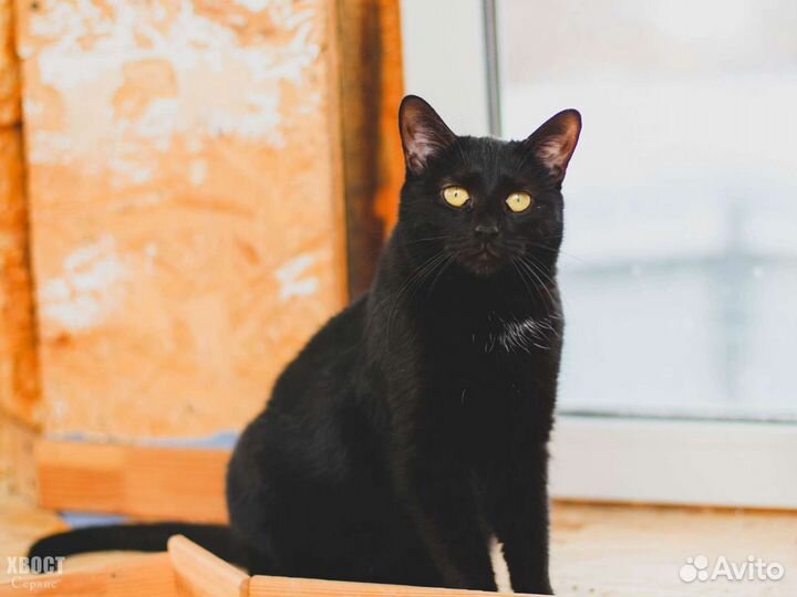 Элегантная кошка Фелиция, 1 год