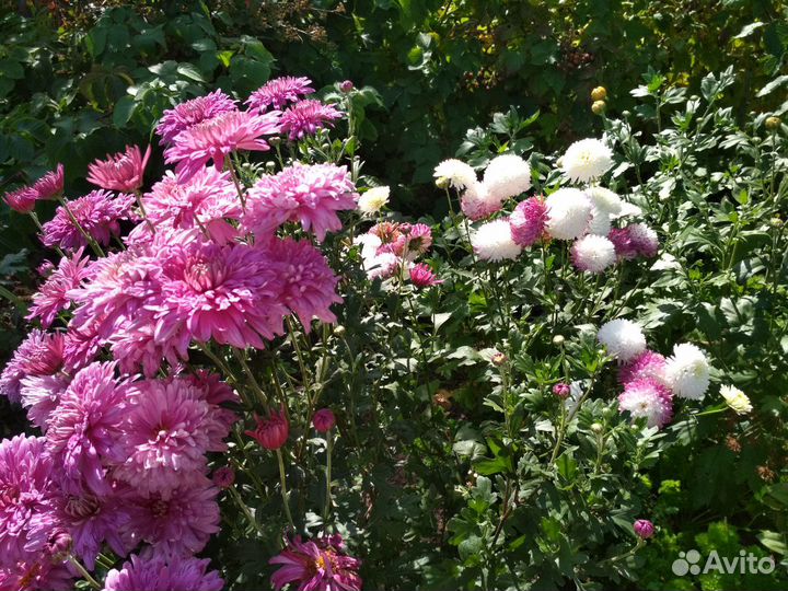 Хризантема сиреневая