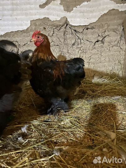 Кохинхины мини